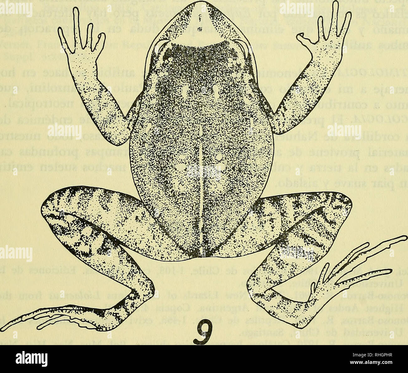 . Boletin de la Sociedad de Biología de Concepción. Sociedad de Biología de Concepción; Biologie; Biologie. Bol. Soc. Biol. de Concepción, XLVIII, 1974. que El externo. Tubérculos subarticulares Bien visibles. Ortejos con una corta Membrana basal entre el III und IV. Primer dedo Igual o ligeramente Bürgermeister que El Segundo. Extremo de los dedos ligeramente dilatados. Piel dorsalen Granulosazellen con tubérculos agranddados en la parte lateral. Piel ventralen Lisa en la región mediana, granulosa hacia Los flancos. Extremidades ventralmente dorsalmente Lisa, Lisa en los Mus-los, granulosas en la región Paranal Stockfoto