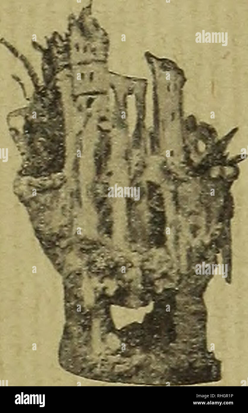 . Blätter für Aquarien- und Terrarien-Kunde. acftOfcMt Sri (üEGRÜH [? nTj 87l. PREISLISTE ffiflriCOc. M. Pfauz,. Bitte beachten Sie, dass diese Bilder sind von der gescannten Seite Bilder, die digital für die Lesbarkeit verbessert haben mögen - Färbung und Aussehen dieser Abbildungen können nicht perfekt dem Original ähneln. extrahiert. Stuttgart Stockfoto
