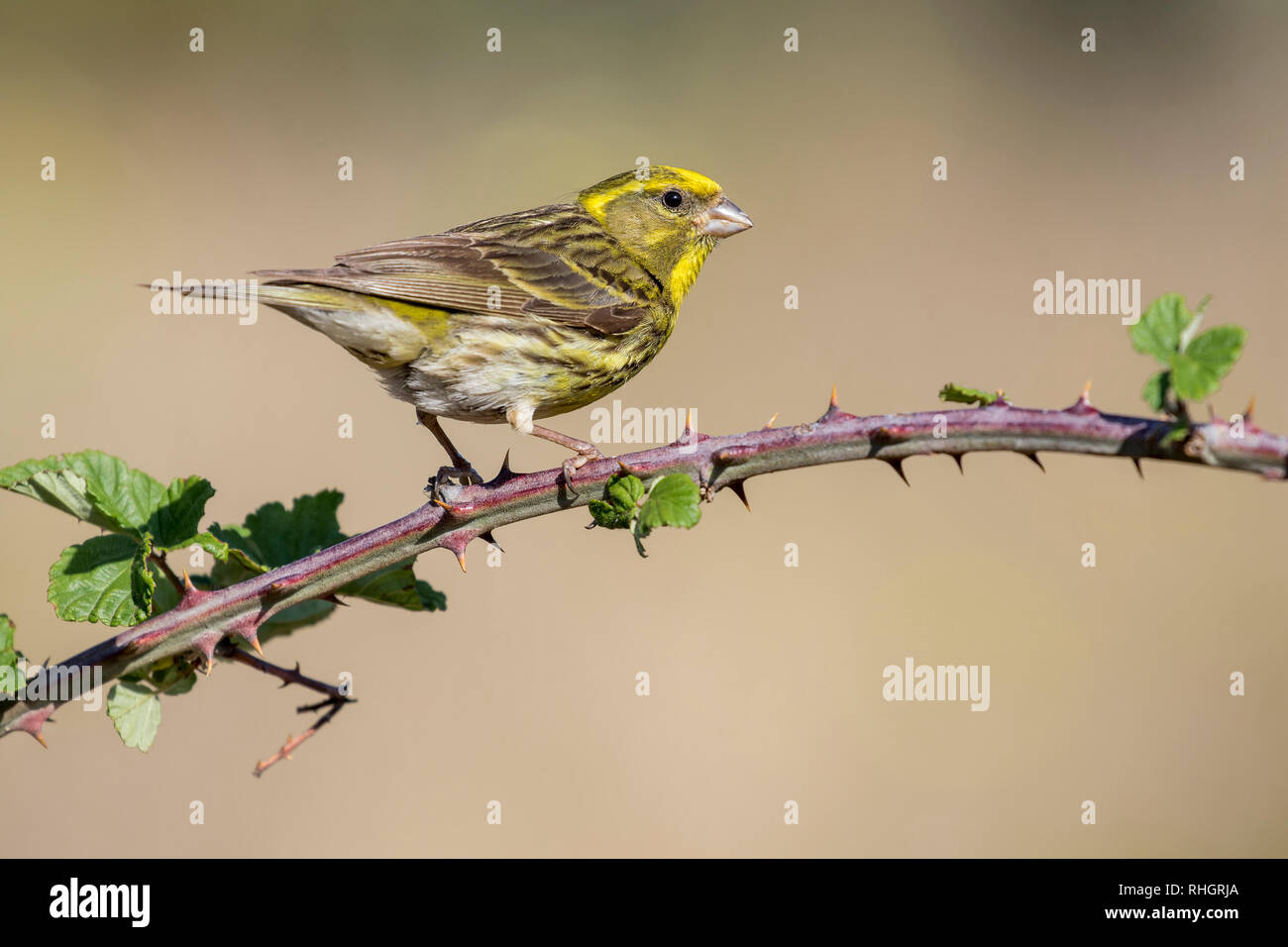 Girlitz (Serinus serinus) Männchen auf dem Zweig der Black, León, Spanien, Europa Stockfoto