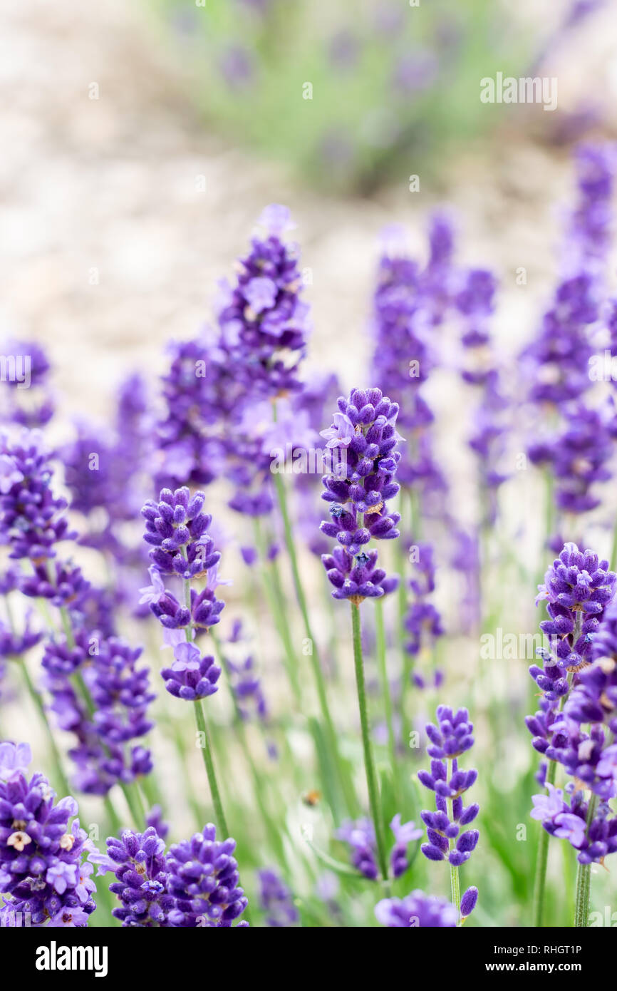 Textur Hintergrund und Pflanzen Konzept: Lila, duftende und blühende  Lavendel Blumen an einem sonnigen Tag Stockfotografie - Alamy