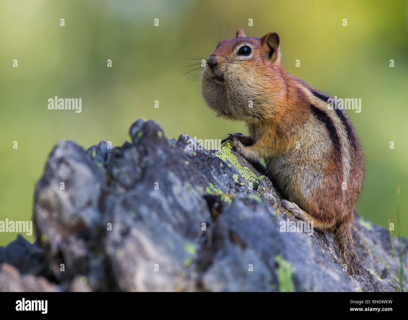 Eine Golden-mantled ground squirrel (Callospermophilus lateralis) sitzt auf einem Felsen mit den Wangen mit Samen gefüllt. Stockfoto
