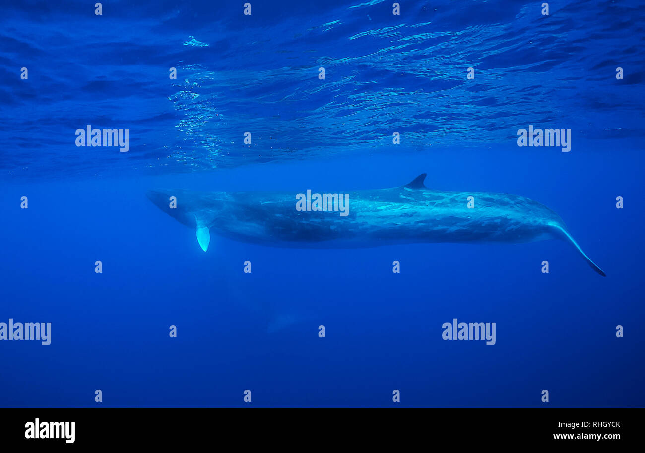 Finnwale, Balaenoptera physalus, Unterwasser, Atlantik, Azoren, Portugal. Stockfoto