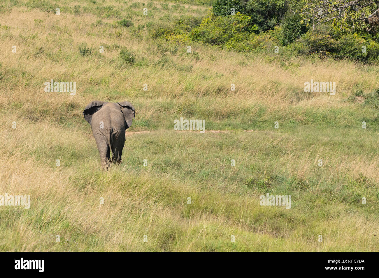 Afrikanischer Elefant, Loxodonta africana, in Masai Mara National Reserve, Kenia Stockfoto