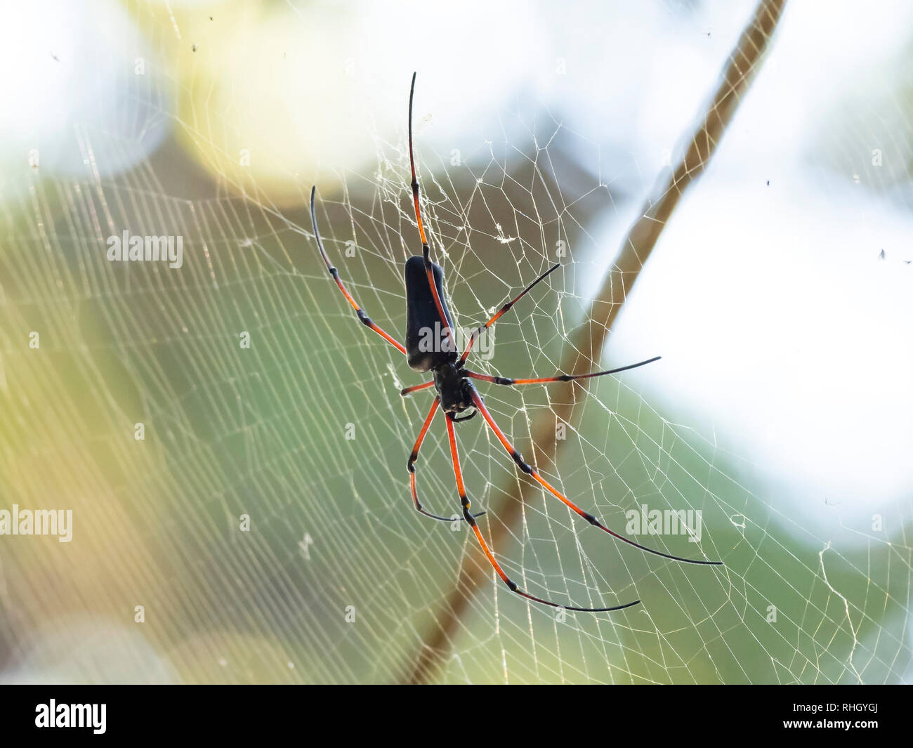 Schwarz Holz Spinne (Nephila kuhlii) Stockfoto