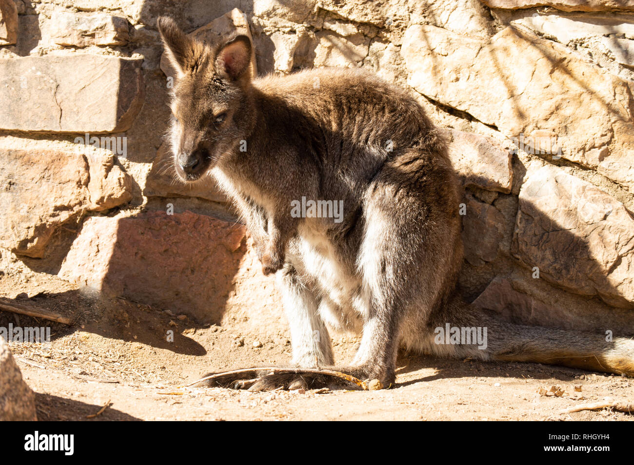 Einsame wallaby sich warm in der Sonne an einem Wintertag Stockfoto