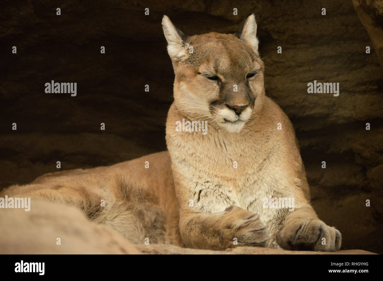 Mountain Lion ruht auf Felsen in Colorado Springs, Colorado zoo Stockfoto