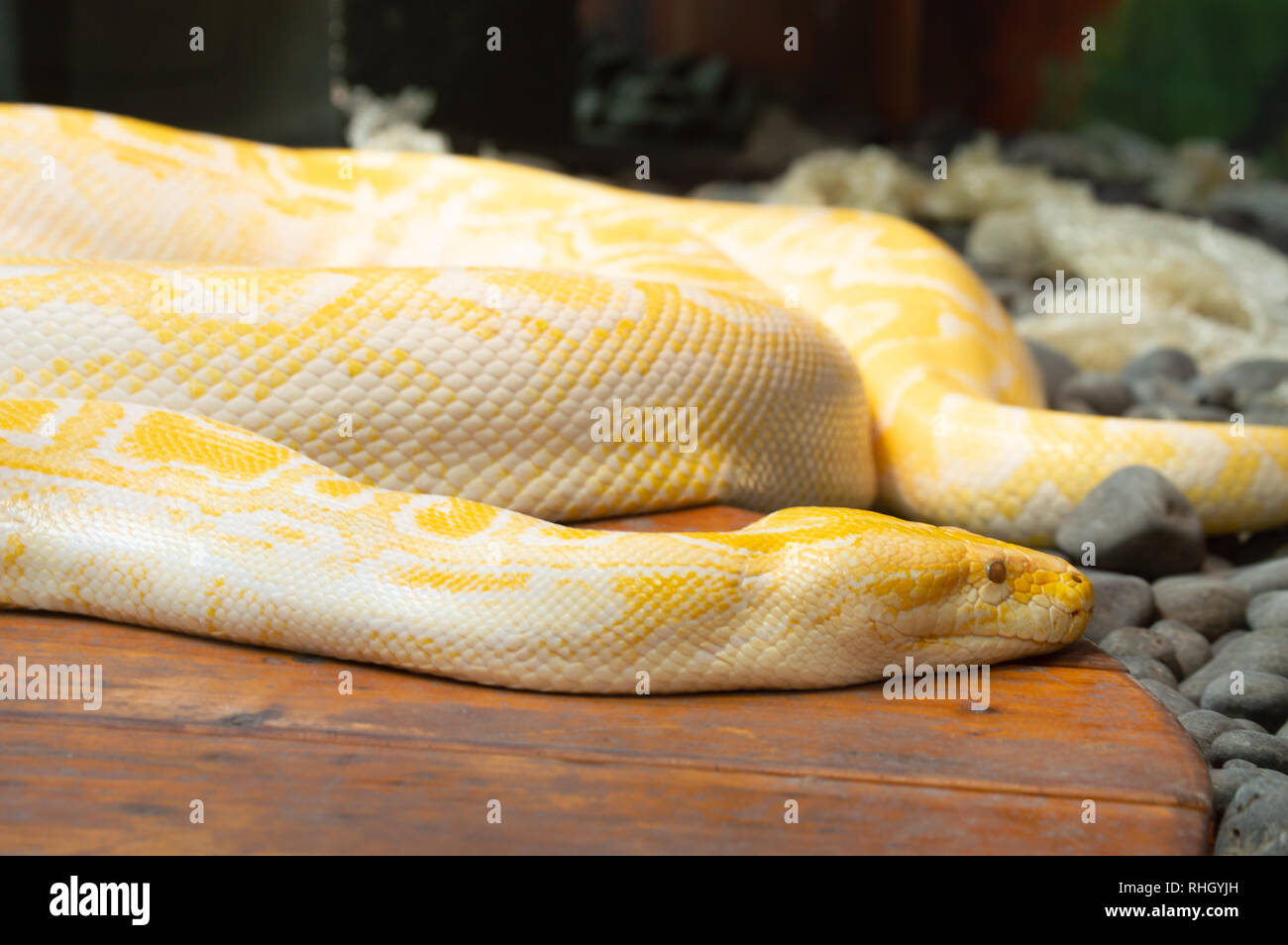 Yellow Albino Burmese Python Stockfotos Und Bilder Kaufen Alamy