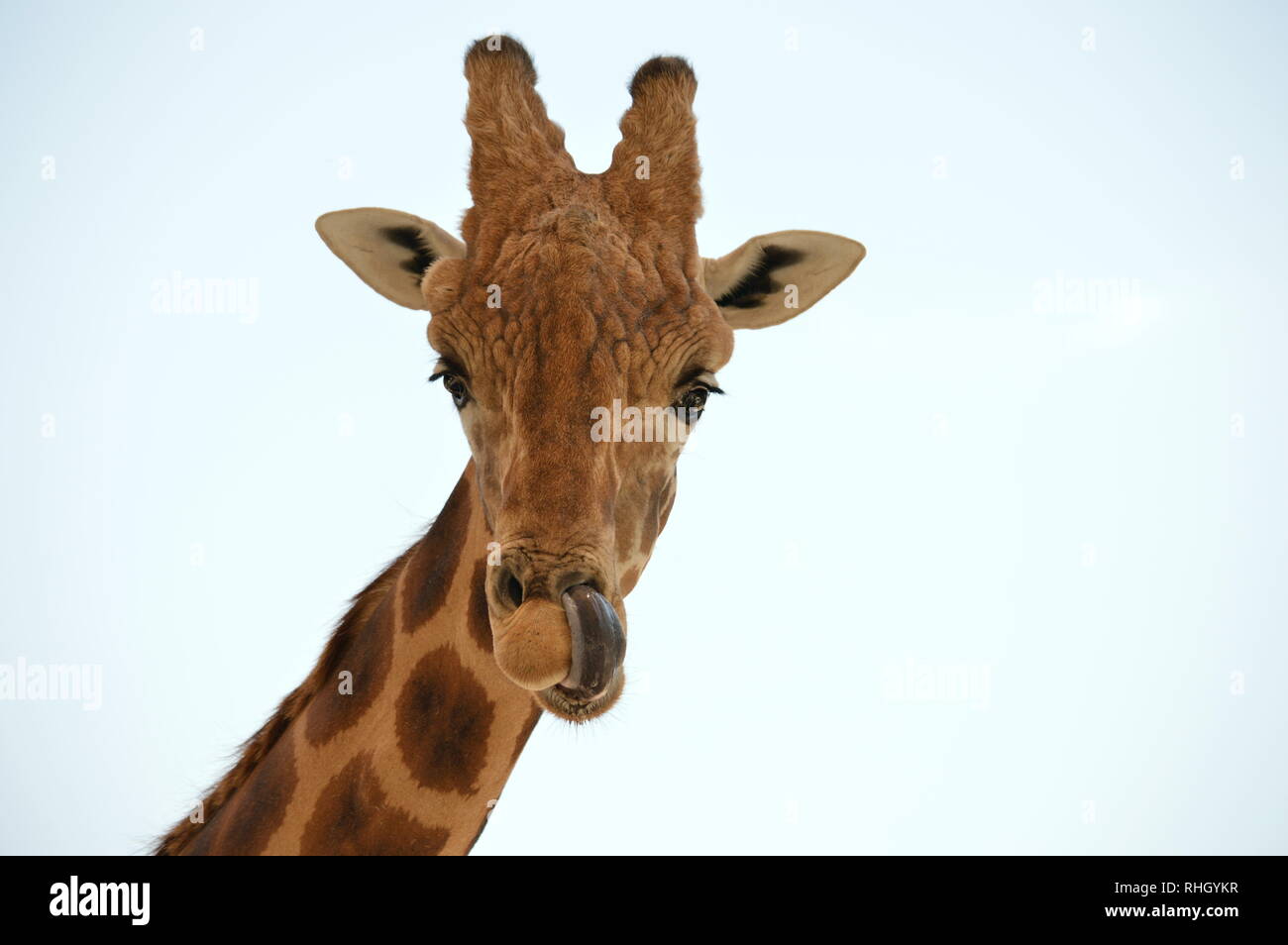 Eine Giraffe mit seiner Zunge heraus haften. Stockfoto