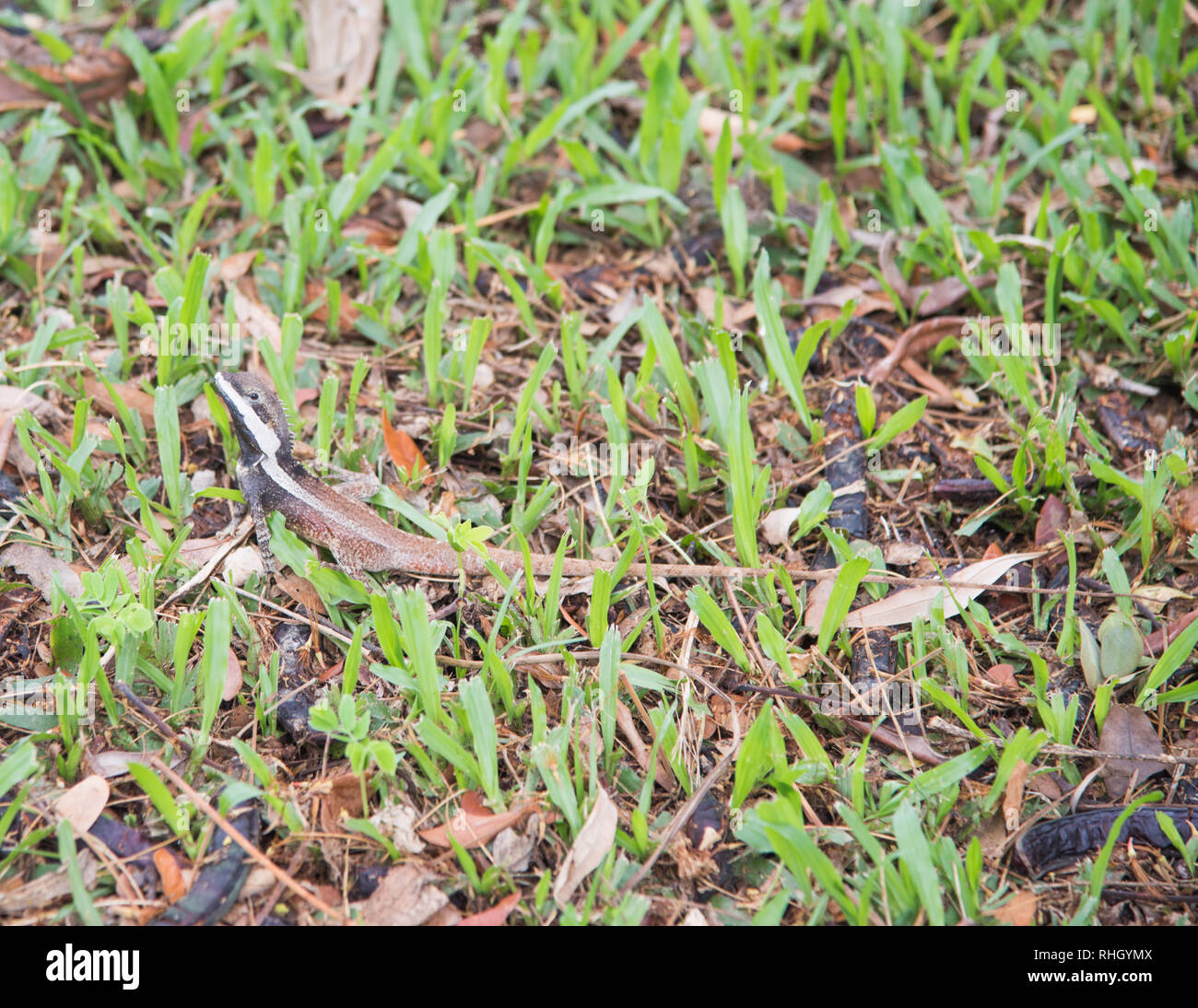 Wasser Drache, Gilbert Dragon's, in die Grashalme in Außenbereichen in Darwin, Australien ausgeblendet Stockfoto