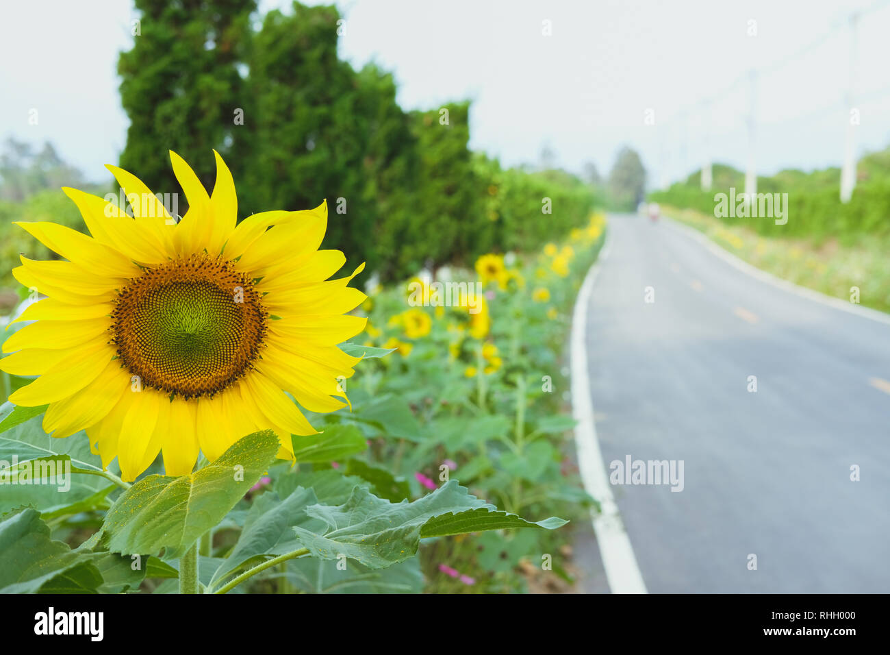 Blühende Sonnenblumen neben Country Road am Morgen wachsenden Stockfoto