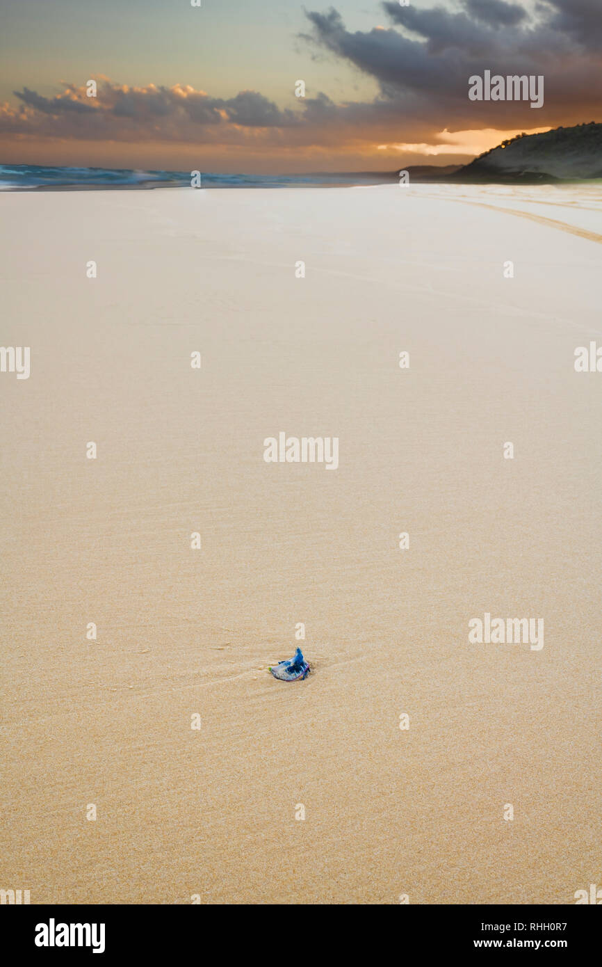 Blaue Flasche Quallen an einem klaren Sandstrand in der Nähe von Double Island Point und Noosa North Shore in Queensland, Australien gestrandeten Stockfoto