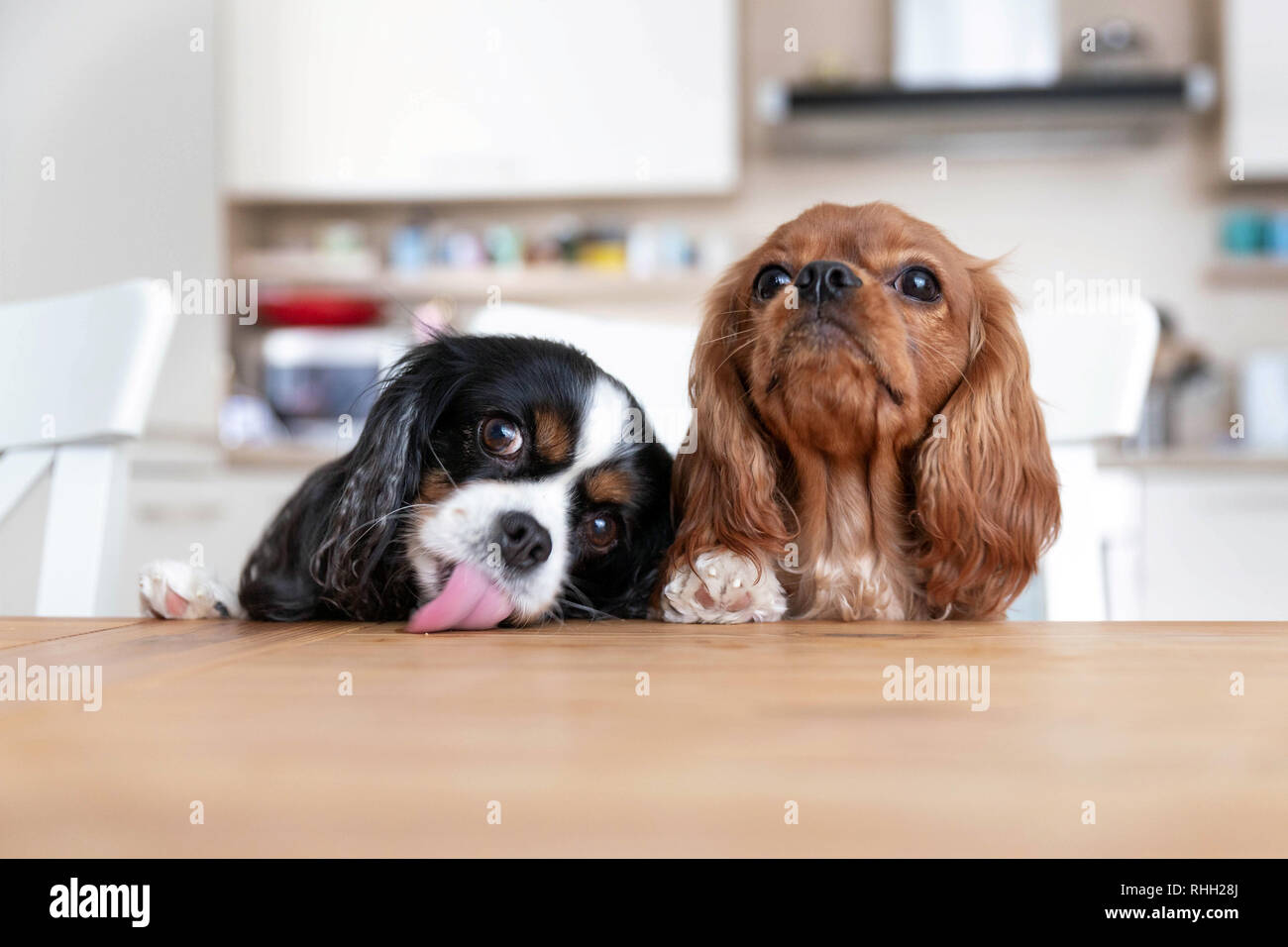 Zwei Hunde sitzen hinter der Küche Tisch warten auf das Essen Stockfoto