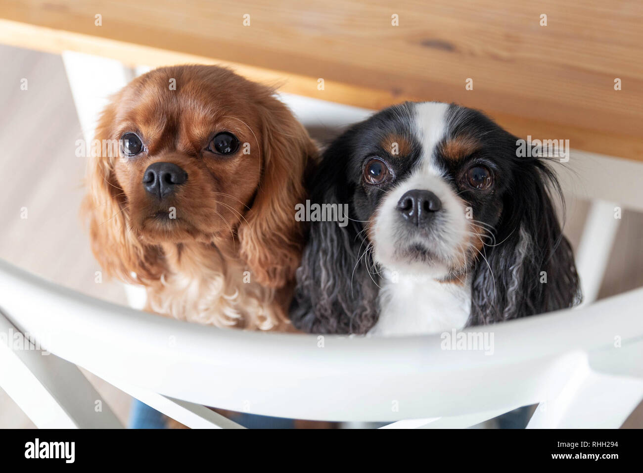 Zwei Hunde sitzen auf den weißen Stuhl Stockfoto