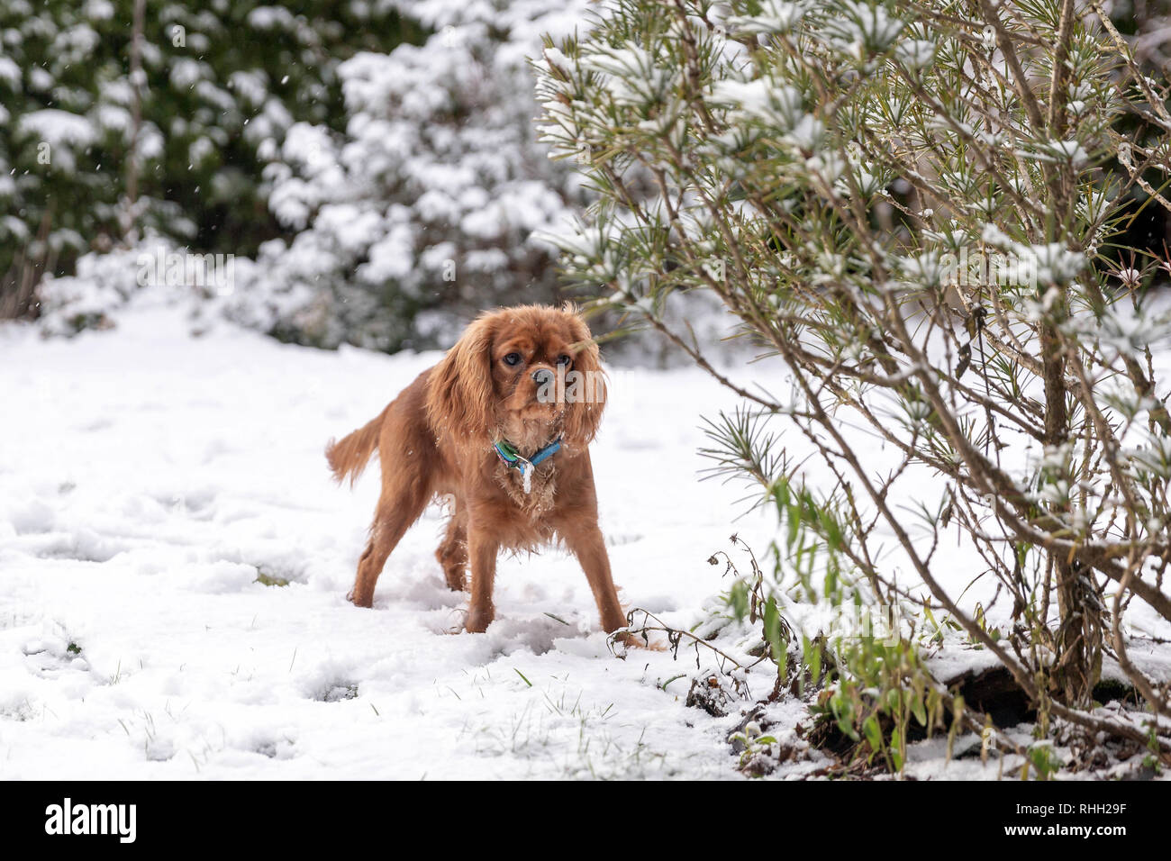 Hund im Schnee, Winter Hintergrund Stockfoto
