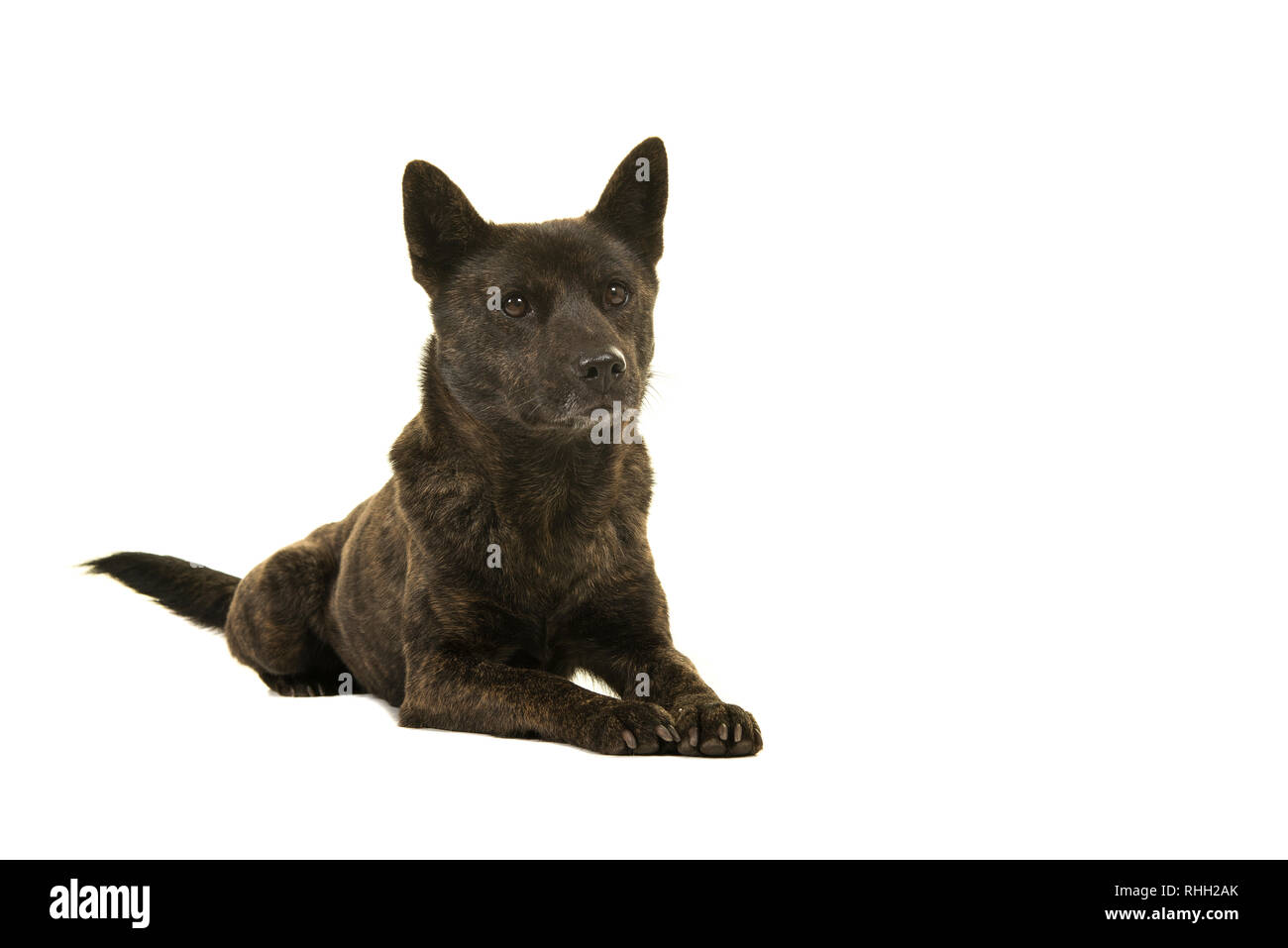 Weibliche Kai Ken Hund der Nationalen japanischen Rasse liegen auf einem weißen Hintergrund isoliert Stockfoto