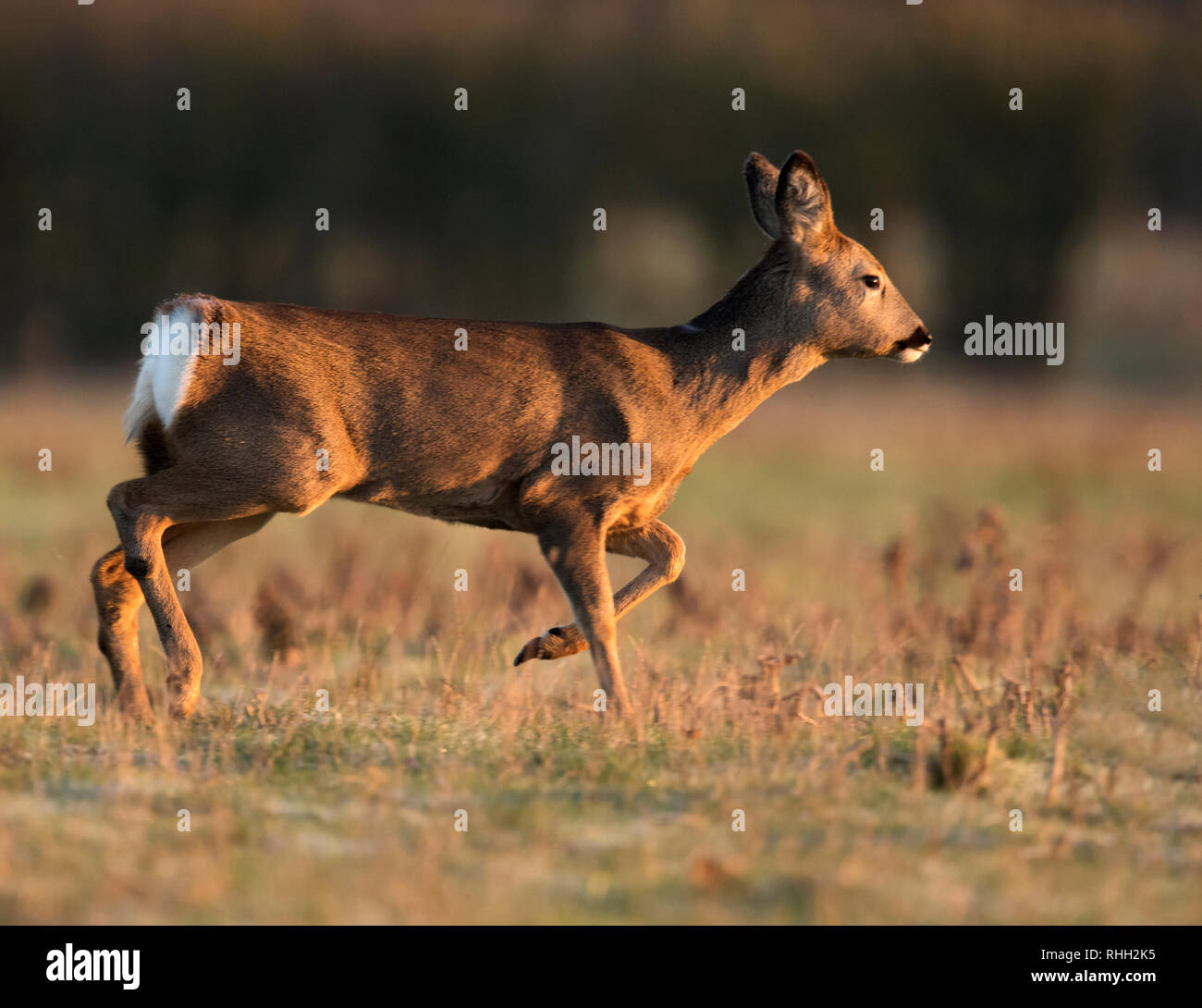 Ein weibliches Reh (Capreolus capreolus) doe Trabt in Warwickshire Feld kurz nach Sonnenaufgang Stockfoto