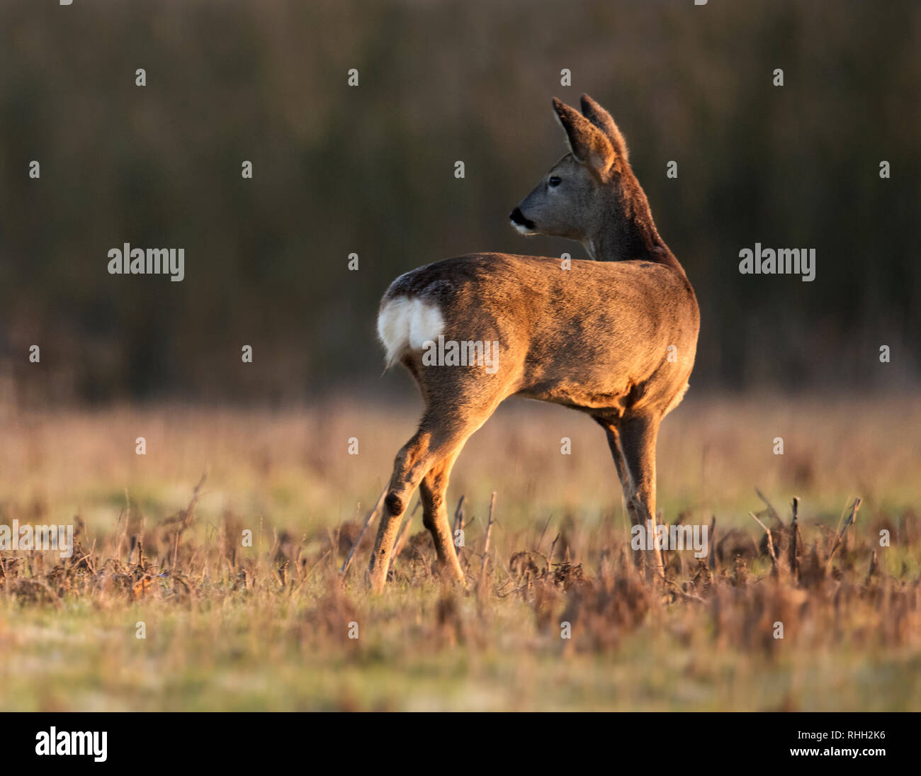 Ein weibliches Reh (Capreolus capreolus) doe steht Alert in Warwickshire Feld kurz nach Sonnenaufgang Stockfoto