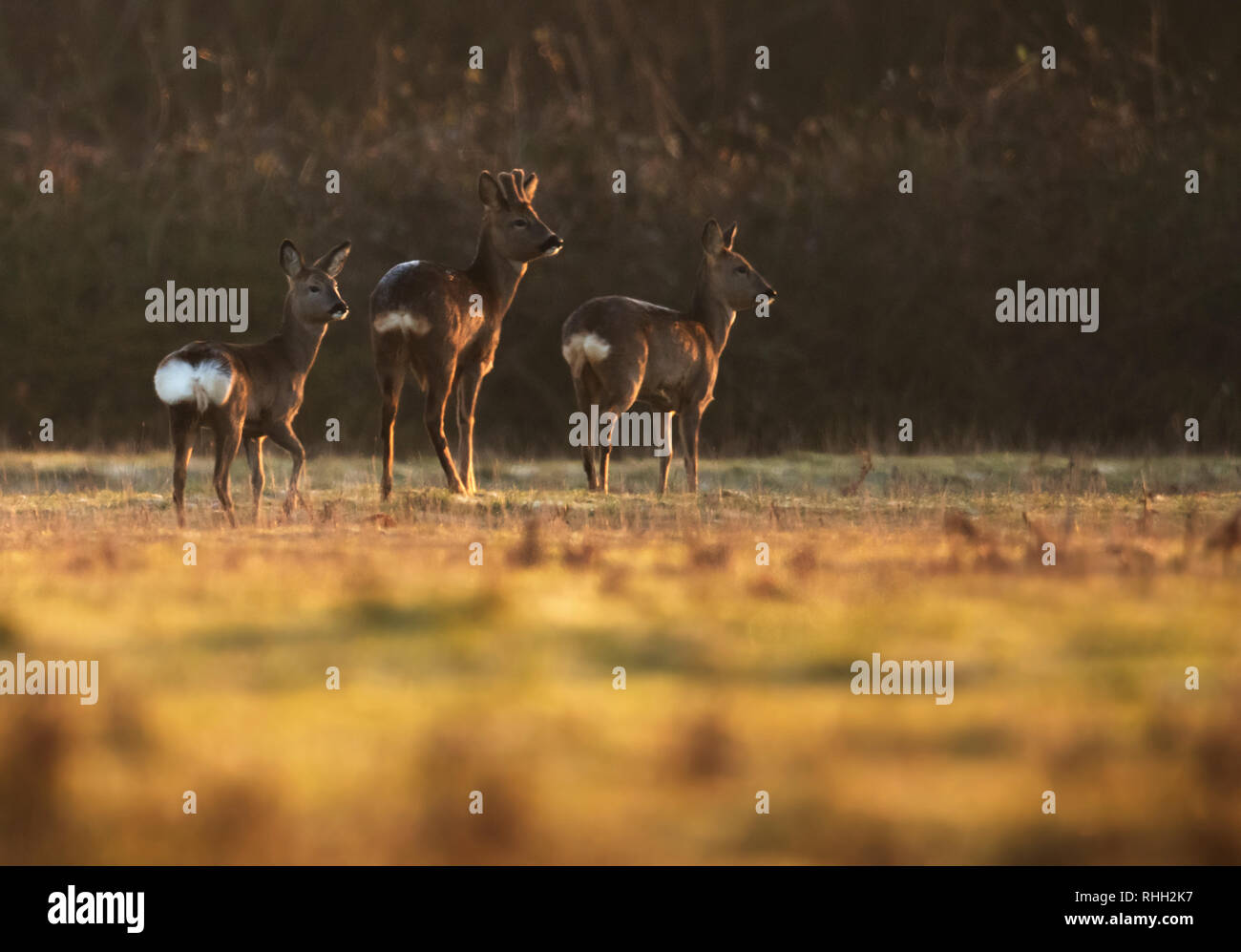 Zwei weibliche Rehe (Capreolus capreolus) und eine männliche Buck stand Alert für Gefahr in einem Warwickshire Feld kurz nach Sonnenaufgang Stockfoto