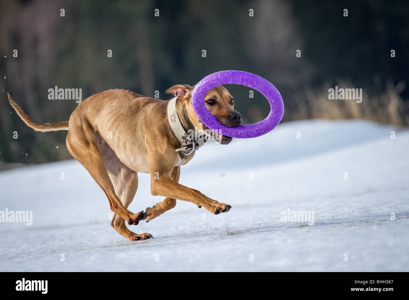 Die amerikanische Grube Stier Terrier, junge Hündin laufen und spielen mit einem Spielzeug in den Schnee Stockfoto