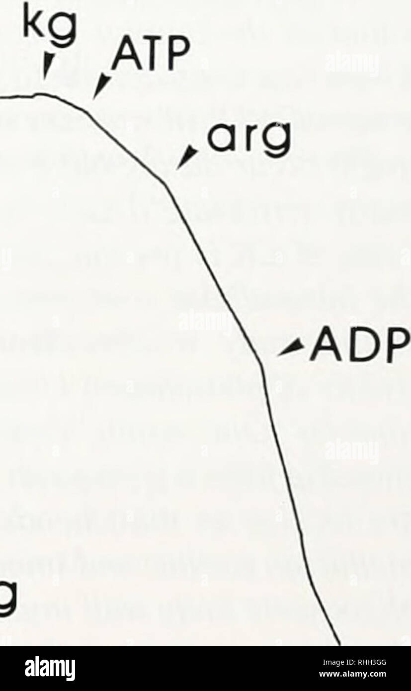 . Die biologische Bulletin. Biologie; Zoologie; Biologie; Meeresbiologie. ATP, arg arg. Abbildung I. Muster der oxvgen Verbrauch (vertikale Konzentration Sauerstoff hor-i: onial - tnne) der Mitochondrien aus dem Herzen der flusskrebs Procambarus clarkii. Mitochondrien sind ein isotonisches Atmung medium ergänzt mit 1,5 mM MgCI hinzugefügt: und 5 inM Kalium, Phosphat und Atmung war bei 25°C überwacht Linkes Bedienfeld - 5 mM a-keloglularate (kg) wurde zunächst gefolgt Hy fügte zwei cvcles der Addition von 200 jiM ADP Nach der Rückkehr zum Zustand-4 respiralion. 5 mM L-arninine (Arg) wurde hinzugefügt, Lo, ob Stockfoto