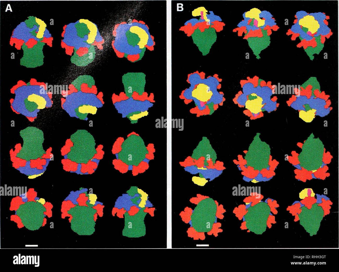 . Die biologische Bulletin. Biologie; Zoologie; Biologie; Meeresbiologie. 68 D. A. UND L. R. McEDWARD JANIES. Abbildung 5. Zwei 3-D-Rekonstruktionen von internen Funktionen (Mesoderm und Endoderm) in zwei Phasen (a. 6d, b. 9d) einer Pteraster tesselatus mesogen. Jede Hälfte Seite Panel enthält eine Montage von 12 Ansichten einer einzigen Probe wie eine Serie von 30° Drehungen durch Insgesamt 360°. Die Drehzahlen der Sequenz beginnt in der linken oberen und schreitet in der obersten Zeile auf der rechten Seite. Die folgenden Zeilen sind auch Lesen von links nach rechts. Die anfängliche (oben links) und letzte (unten rechts) Ansichten sind mit der Poste ausgerichtet Stockfoto