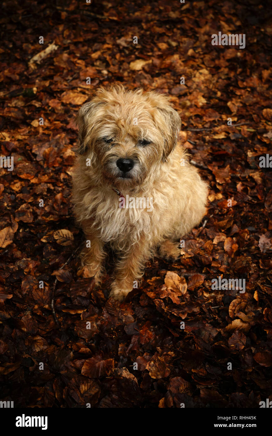 Border Terrier Hund im Laub sitzen. Stockfoto
