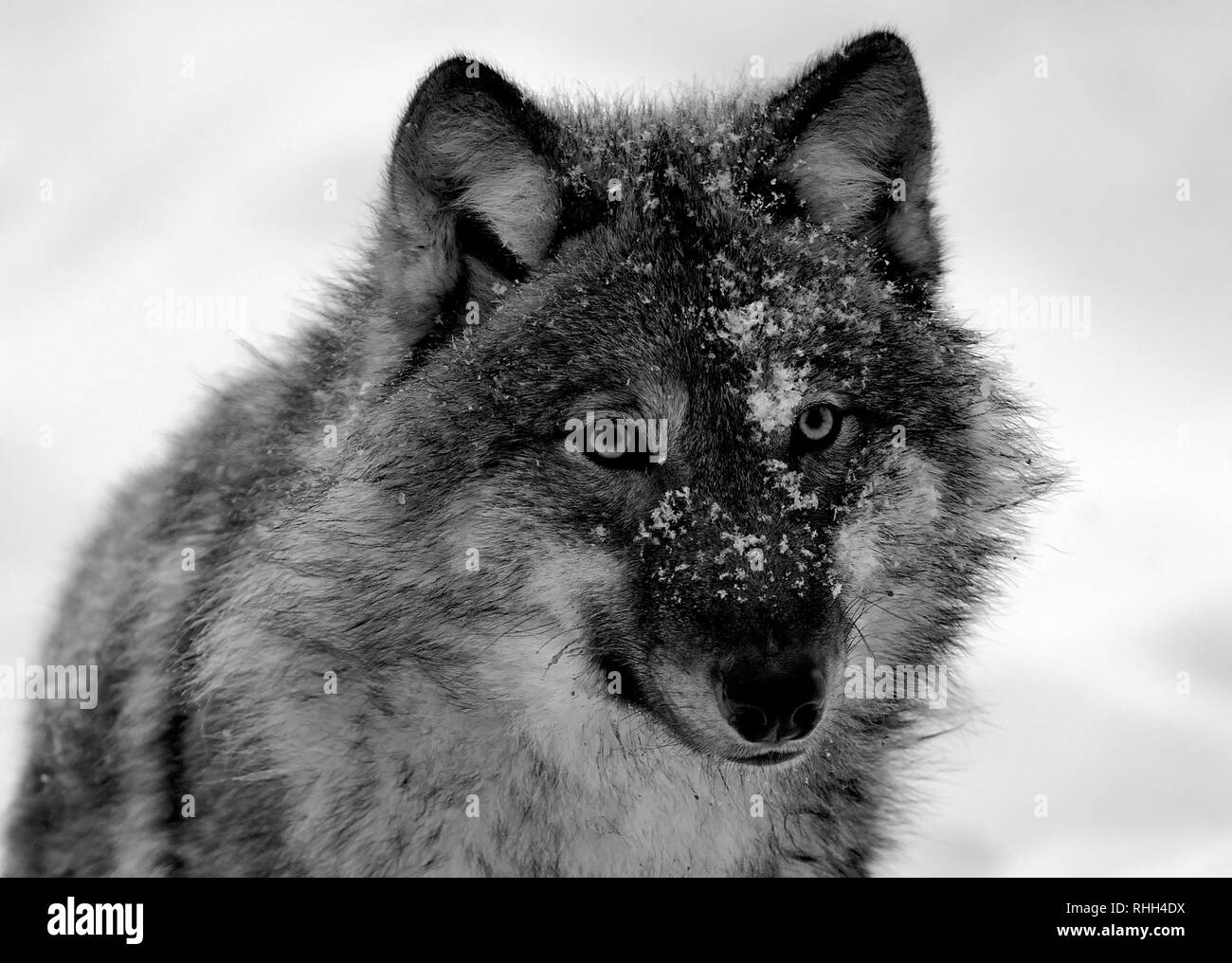 Timber Wolf in Schweden Stockfoto