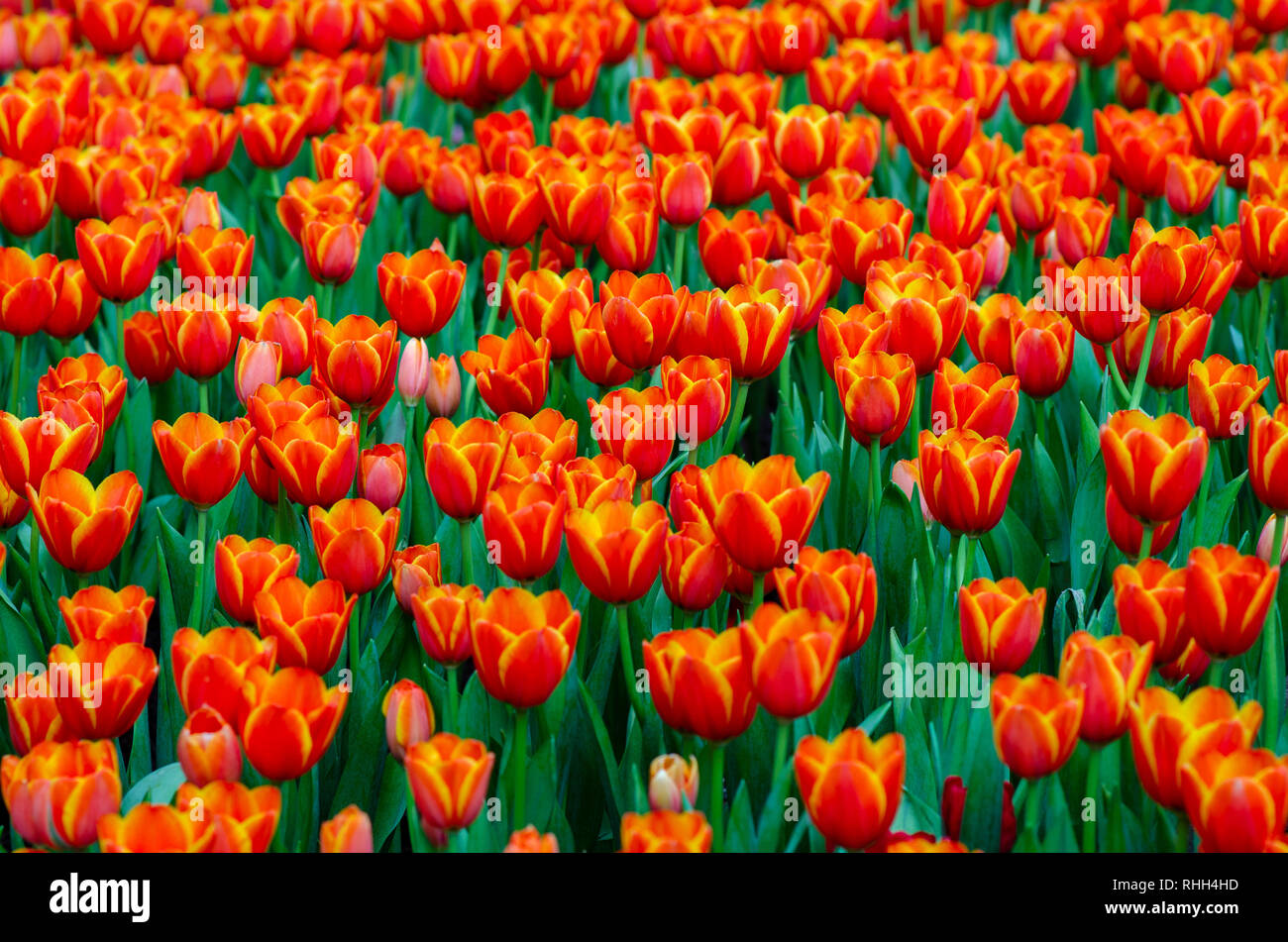 Die rote gelbe Tulpe Felder sind dicht blühenden Stockfoto