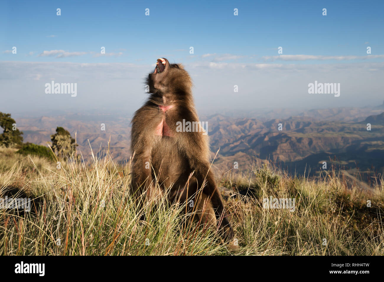 Nahaufnahme eines weiblichen Gelada Affen als blutende Herz monkey Aufruf bekannt, Simien Berge, Äthiopien. Stockfoto