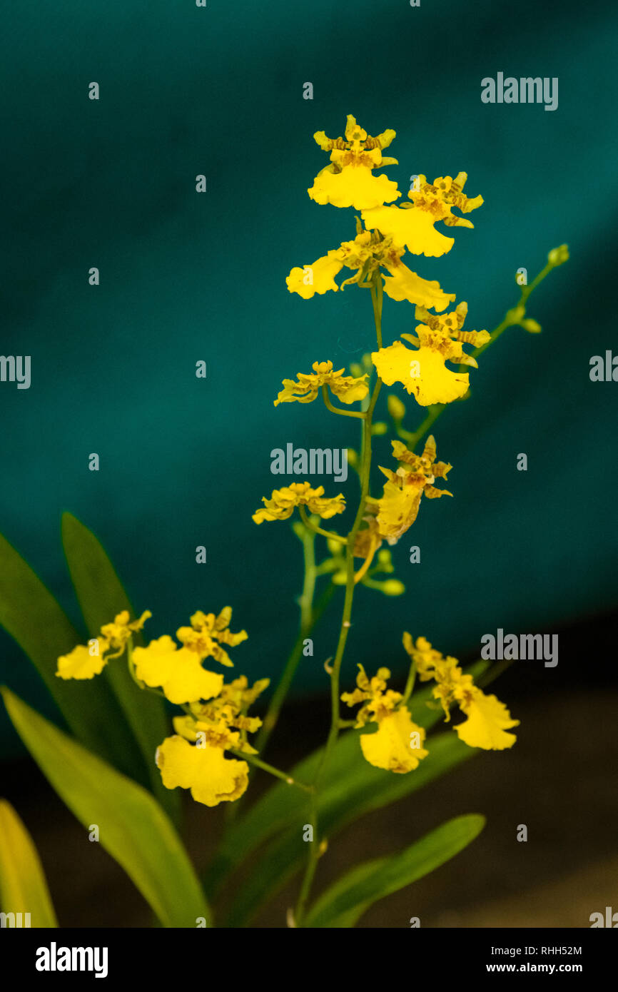 Maui Orchideen Oncidium altissimum, Wydler's Dancing-Lady Stockfoto