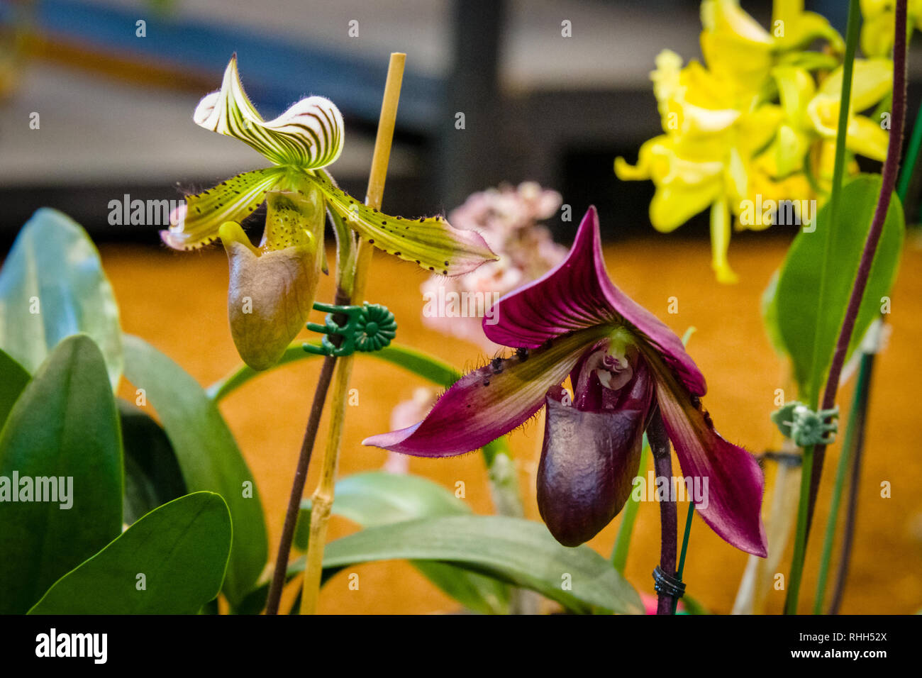Maui Orchideen Lady Slipper Stockfoto