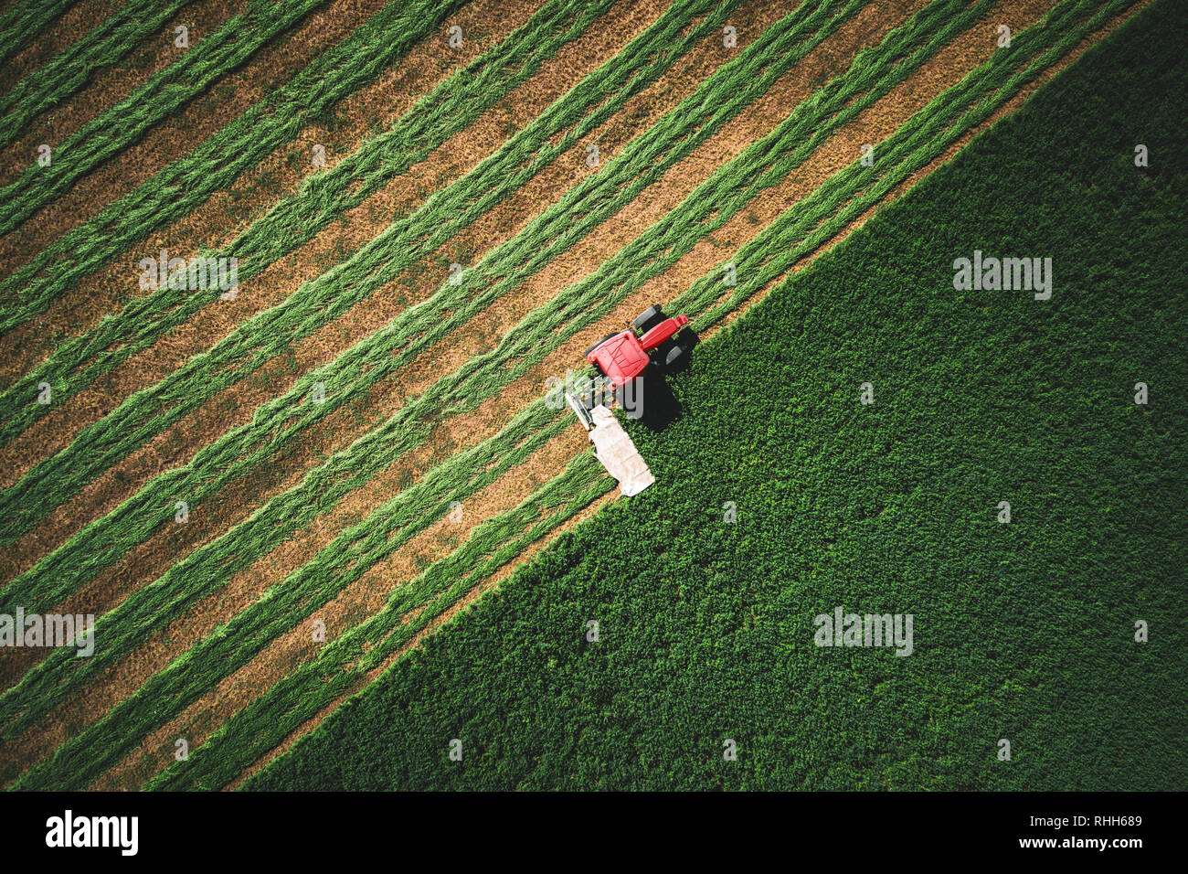 Roter Traktor mähen grünes Feld. Stockfoto