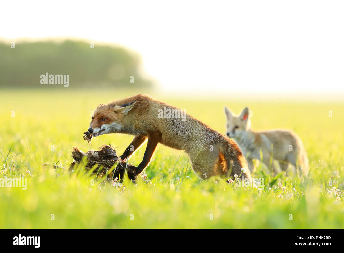 Zwei rote Füchse Essen erwischt Vogel auf der Wiese am Morgen - Vulpes vulpes Stockfoto