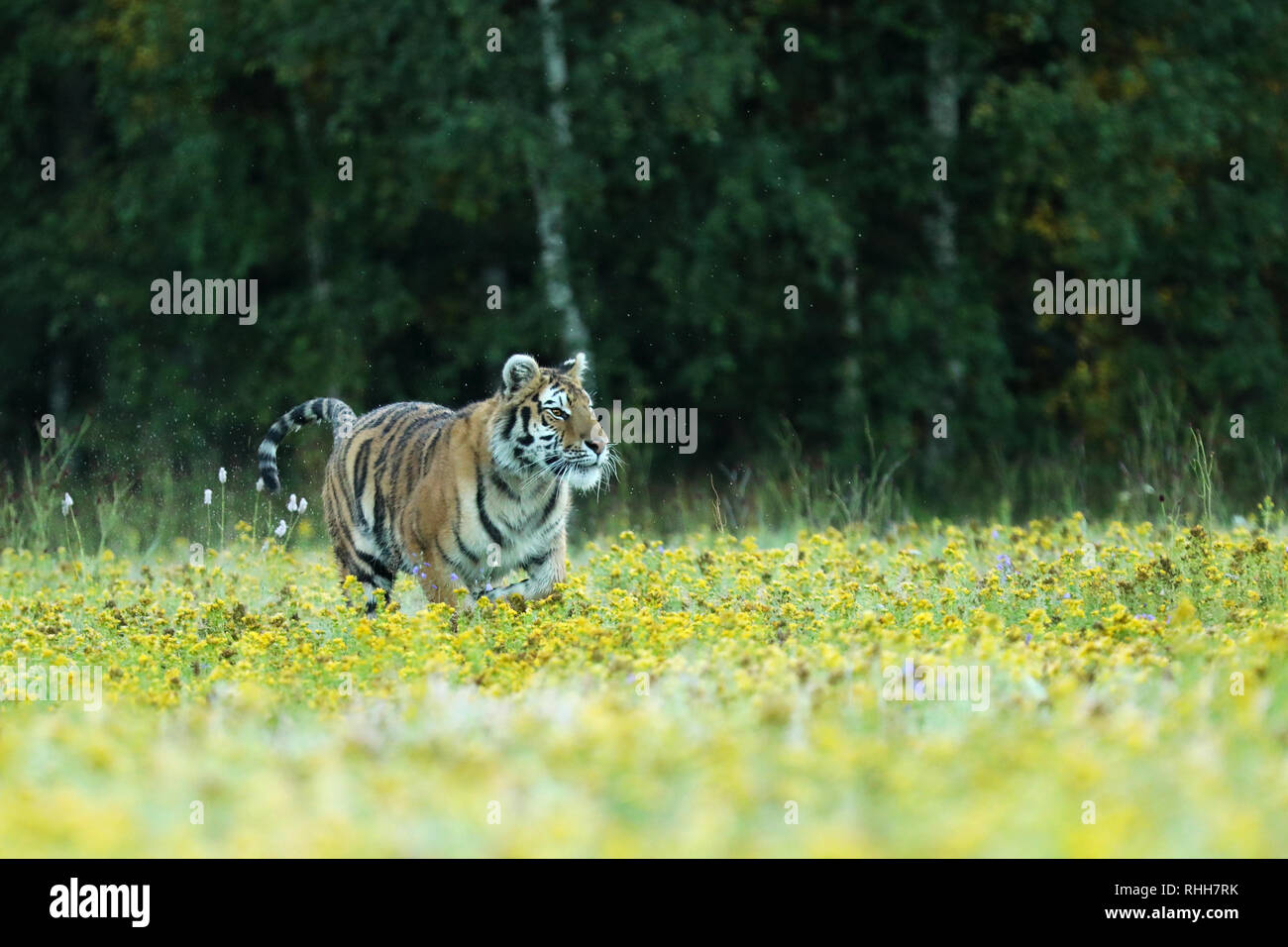 Sommer mit Tiger. Tiger mit rosa und gelben Blüten. Sibirische Tiger im schönen Lebensraum - Pathera tigris altaica Stockfoto