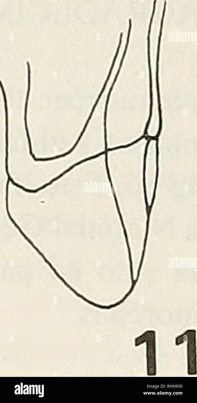 . Boletin de la Sociedad de Biología de Concepción. Sociedad de Biología de Concepción; Biologie; Biologie. 12 13 Figuras 1-13. Abbn. 1-3 antenito 11 de:, C. striatus; 2, C - Pulchellus; 3, C.; desmarestii Feigen. 4-6: antenilo 5 de: 4. C striatus; 5, C. pulchellus; 6, C. Desmarestii. Abbn. 7-10 pronoto de: 7, C. striatus; 8, C., C.; 9 momanus neuquensis: 10, C. mendozensis. Abbn. 11-13, metepimeros de: 11, C. striatus; 12, C. pulchellus: 13, C. mendozensis. 162. Bitte beachten Sie, dass diese Bilder aus gescannten Seite Bilder, die digital für die Lesbarkeit erhöht worden sein können extrahiert werden - Färbung Stockfoto