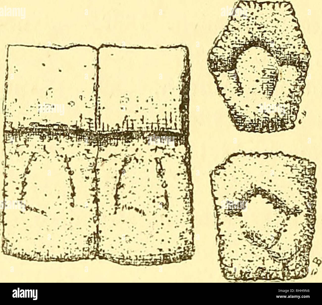 . Boletin de La Academia Nacional de Ciencias. - 428 - d'évolution Bien inférieure. II de Resulte, qu'aucune des espéces éocenes rapportée á peut étre des Genres actuéis. Tatusidae? Vetelia, Amegh. 1891.- Synon. Chlamydotherium, Amegli. 1887. Vetelia Australis, Amegh. - Synon. Chlamydotherium aus-trale, Amegh. 1887. Abb. 65. Vetolia paneta, Amegh. Deux Plaques d'une des Bandes mobiles et Deux du bouclier postérieur vaes par le cóté externe, un peu Réduites. Veteliapygmaea, Amegh.- Synon. Pampatheriumpygmaeum, Amegh. 1891. Veteliapuncta, Amegh. ] 89. Dasypidae Prodasypüs, n. gen. Ce genre se Stockfoto
