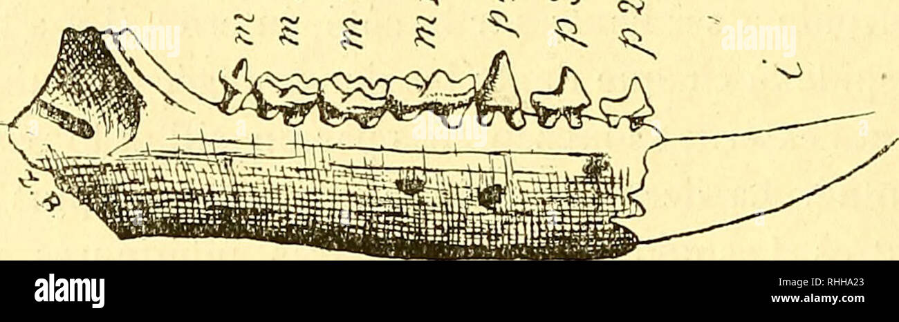 . Boletin de La Academia Nacional de Ciencias. - 354 - babituelle, raais Il esf Vertre té par une Forte apopliy se Ronde, placee au bout inférieur de la Fosse digitale. Garzonía Aniegh., 1891. Les Trois deuxou derniéres prémo - laires mférieures sonta deux Ratschings. Entre la Grande einschneidende et la premiére prémolaire biradiculée il y avait pliisieurs Dellen eNcessivement Petites et à une seule Racine, dont Le nombre est à préciser dificile, carón ne peut que sur les Beobachter des Exemplare absolument parfaiís. Les trois Premieren vraies molaires inférieures portent Deux cúspides Medic et tro Stockfoto