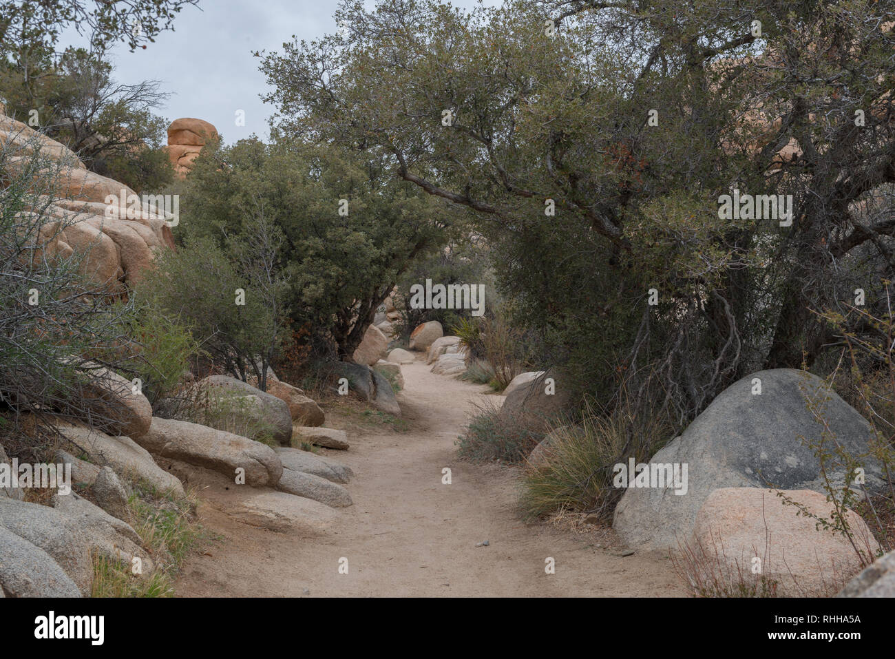 Wanderweg in Joshua Tree National Park, Kalifornien, USA Stockfoto