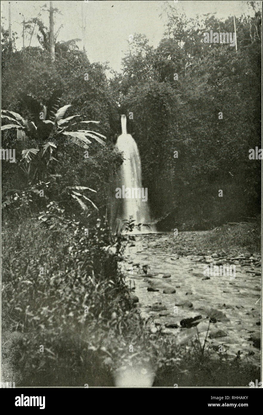 . Da Sociedade Broteriana Boletim. Pflanzen, Pflanzen-- Portugal. m. Fi";. Hti-Cascata do Manuel Jorpe n; ich roça Oiiegiie. Bitte beachten Sie, dass diese Bilder sind von der gescannten Seite Bilder, die digital für die Lesbarkeit verbessert haben mögen - Färbung und Aussehen dieser Abbildungen können nicht perfekt dem Original ähneln. extrahiert. Sociedade Broteriana; Universidade de Coimbra. Instituto Botnico. Coimbra, Portugal: Instituto Botnico da Universidade de Coimbra Stockfoto