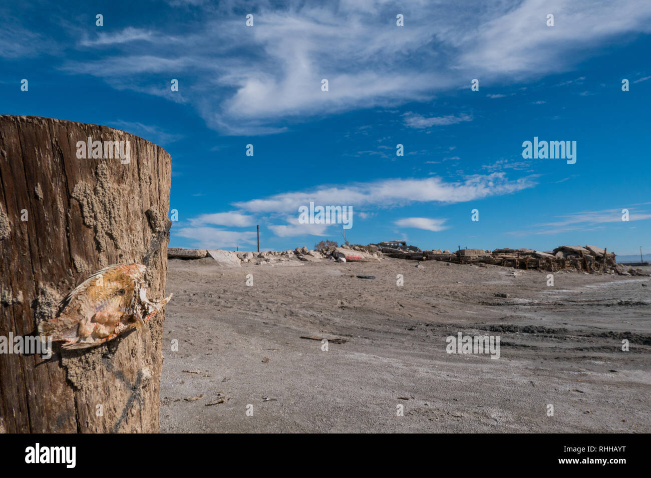 Tote Fische Skelett genagelt in der verlassenen Stadt Bombay Strand am Salton Sea in Kalifornien, USA, Pol Stockfoto