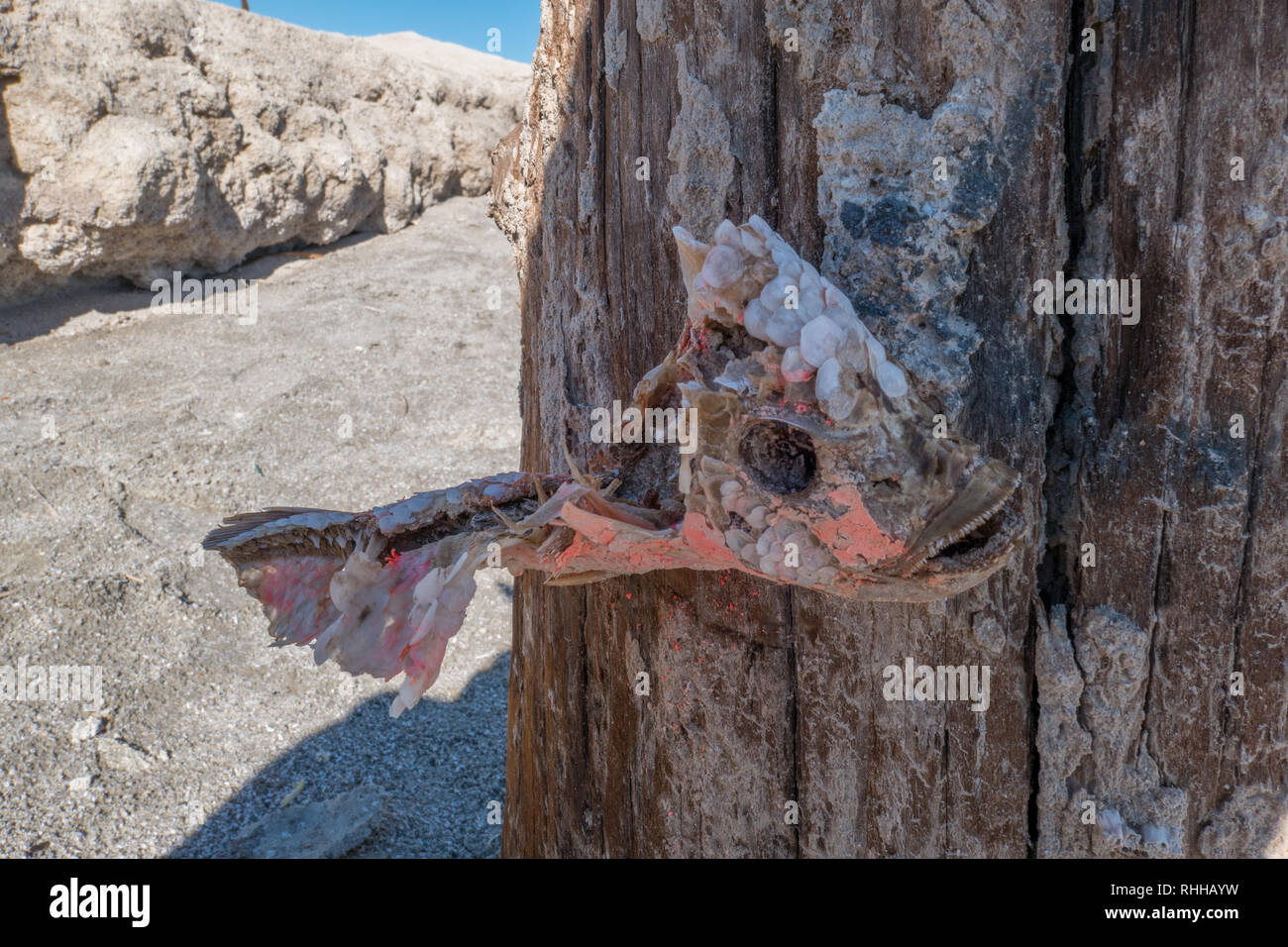 Tote Fische Skelett genagelt in der verlassenen Stadt Bombay Strand am Salton Sea in Kalifornien, USA, Pol Stockfoto
