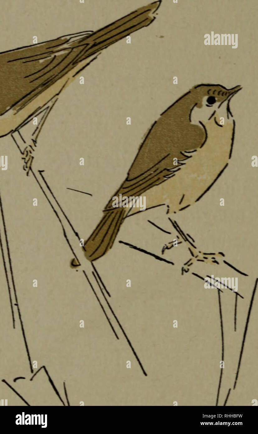 . Bodley Head Natural History. Natural History; Vögel. 90 SCHILFROHRSÄNGER Grafschaften. Entwässerung von jenen Bereichen dis - das Land als Sommer resi-Vertrauen in den Augen der Savi Warbler qualifiziert, und die letzte Englisch Probe wurde bei Surlingham, Norfolk, im Juni 1856. gekennzeichnet. Bitte beachten Sie, dass diese Bilder sind von der gescannten Seite Bilder, die digital für die Lesbarkeit verbessert haben mögen - Färbung und Aussehen dieser Abbildungen können nicht perfekt dem Original ähneln. extrahiert. Cuming, E.D. (Edward William Dirom), 1862-1941. London; New York: Lane Stockfoto