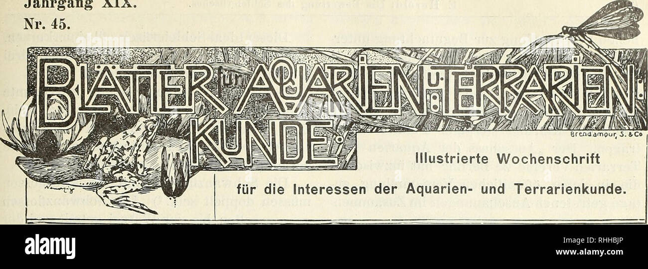 . Blätter für Aquarien- und Terrarien-Kunde. Jahrgang XIX. Nr. 45.. Bewertung Sterben d (Mit wenig über ein halbes Jahrhundert ist verflossen, seitdem das Aquarium und seine Feuerstelle einen Platz in der Naturbetätigung des Volksempfindens erlangt haben; aber riesengToss ist die Summe der Kenntnisse und der Erfahrungen, die in den of this immerhin kurzen Spanne Zeit gesammelt wurden und der Allgemeinheit zugute gekommen sind. Welche Ueberraschungen der Liebhaberwelt zuteil wurden, als sie allmählich ein-geführt wurde in Naturwunder sterben, sterben, das Leben im Wasser ihr darboten. Mit fast heiliger Ehrfu Stockfoto