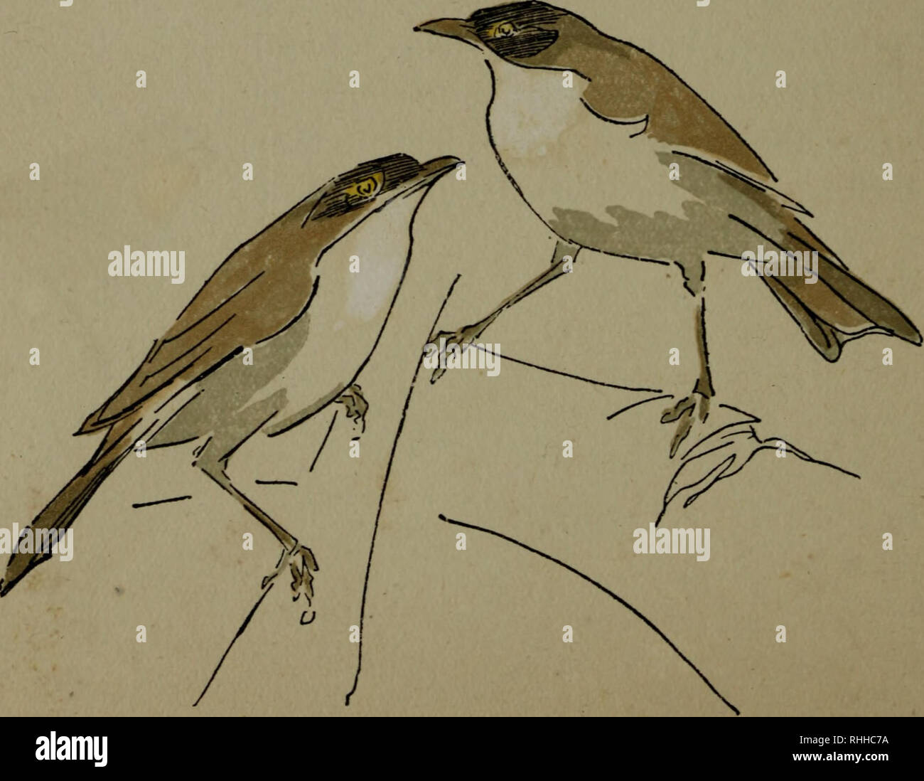 . Bodley Head Natural History. Natural History; Vögel. 26 Lesser Whitethroat England wurde im Jahre 1866 durch den Fang eines eingebettet in der Lage zu fliegen bewährt: Der letzte der halben Dutzend authentifizierte vorkommen, war, dass von einer Henne Vogel in der Nähe von St. Leonards getötet am 7. August 1903. Bitte beachten Sie, dass diese Bilder sind von der gescannten Seite Bilder, die digital für die Lesbarkeit verbessert haben mögen - Färbung und Aussehen dieser Abbildungen können nicht perfekt dem Original ähneln. extrahiert. Cuming, E.D. (Edward William Dirom), 1862-1941. London; New York: Lane Stockfoto