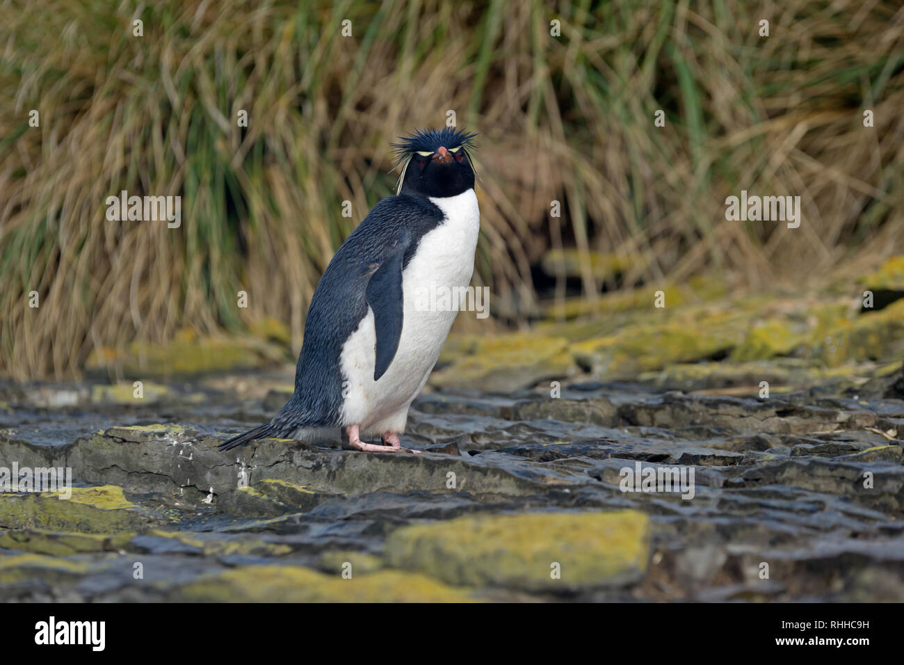 Rockhopper penguin eudyptes chrysocome stehend auf Felsen trostlosen Insel falkland inseln Stockfoto