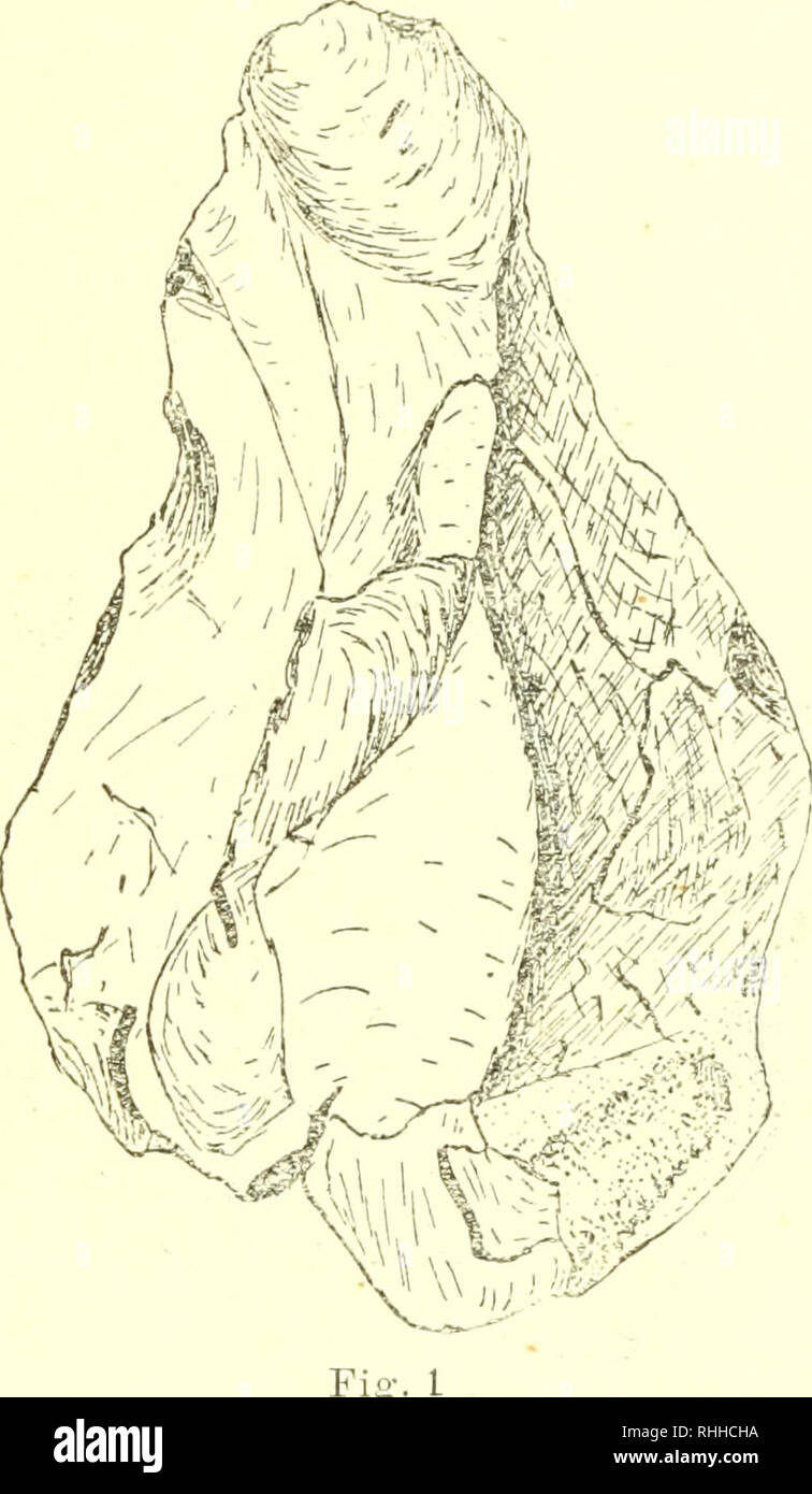 . Boletim da Sociedade Portuguesa de Ciias Naturais. Natürliche Geschichte, Biologie. J. Fontes: Le ChÃ© llÃ©en de Casai do Monte de mÃªme de Celui de sa planche II. MalgrÃ © Le Titre qu'il Donne à Son Tra - Vail, F. Caedoso dit, lorsqu'il Parle de cette Station, qu'elle "Appartient à une Ã©poque industrielle transitoire, chÃ© llÃ©O-moustÃ © rienne nu acheu-lÃ© enneÂ". (Vol. III, Pag 14, Anmerkung 2). Frederico de Vasconcel-LOS, à l'Anlass du CongrÃ¨s de Lisbonne ('), vollendete connaÃ®tre di-, Vers quarzite oÃ¹ il ein Cru voir Le travail de l'Homme. Ces quartzi-tes ne mir cependant semblent avoir Ã©tÃ© taill Stockfoto