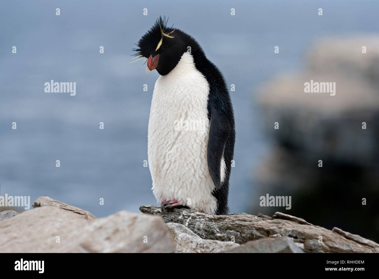 Rockhopper penguin eudyptes chrysocome steht auf Felsen mit Kopf nach unten Seelöwen island Falkland Inseln Stockfoto