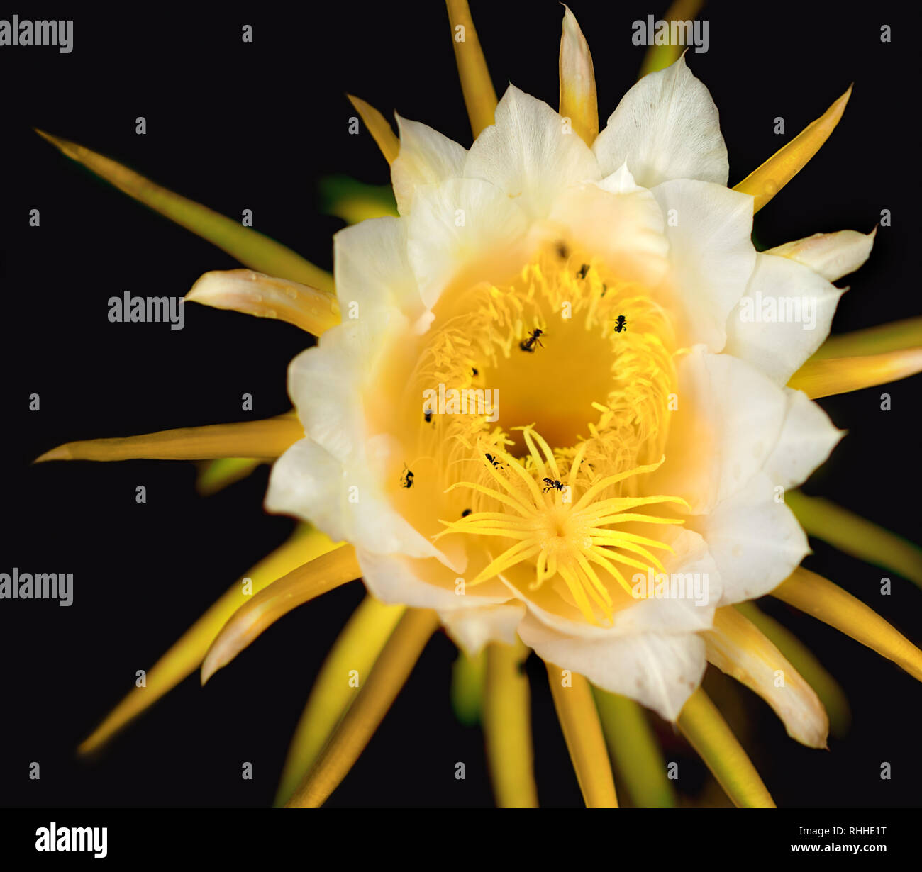 Australische Bienen Pollen sammeln von einem White Dragon Fruit Flower Stockfoto