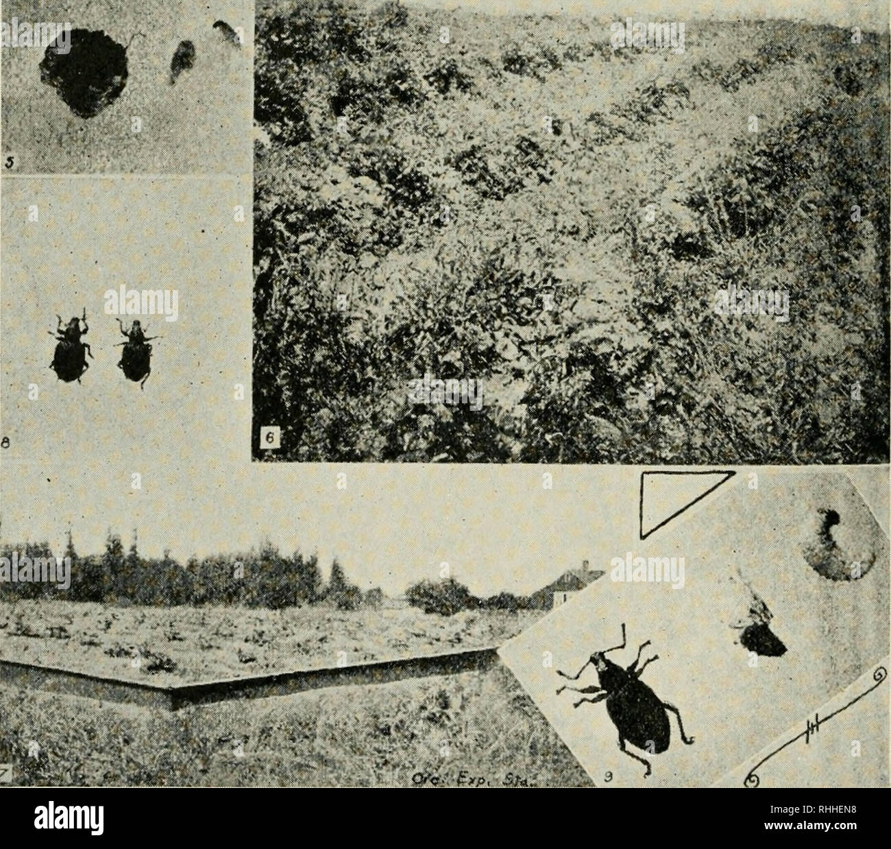 . Zweijahresbericht der Oregon State Board der Gartenbau... Gartenbau, Obst- und Gartenbau. OTIORHYNCHUS OVATUS 1. Eier, Erwachsener, rupa und Larven. 2. Anlage Übersicht root Verletzung. 3. Erwachsene, O. Ovatus. 4. Blätter zeigen feedlng Punktionen von Erwachsenen. 5. Pupal Zelle im Boden. 6. Befallene Stroh-berry Feld. 7. Ecke der Barriere im Experiment verwendet. 8. Erwachsene, Otiorhynchus rugifrons. 9. Erwachsene, Puppe und Larven der großen rüsselkäfer bei Milton, Massachusetts gefunden. (Original. Insekten natürliche Größe.). Bitte beachten Sie, dass diese Bilder extrahiert werden aus der gescannten Seite Bilder, die digital verbessert wurden für Re Stockfoto