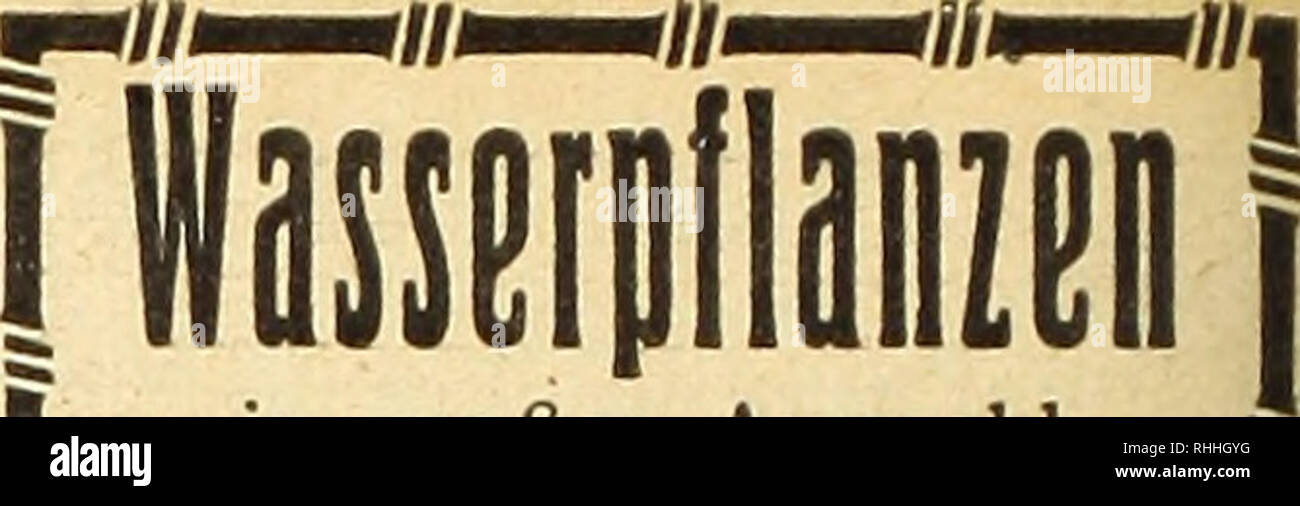 . Blätter für Aquarien- und Terrarien-Kunde. Sofort lieferbare Aquariengeräte etc. Bleirohr, 5, 7 und 10 mm Durchm., ä Mk. 2,-, 3.- bis 7.50. Schlauch, 3:6,5, 4:6, 4:7, 7:10 mm, 1 m. M. 2.20, 2.10, 2.55, 3.75. U-Schlauch zum Abteilen, 1 m. Mk. 2.70. Schlauchklemmen aus Messing, ä Mk. 1.40. Gummibälle ä Mk. 7.50. Fischnetze, Draht mit Blick, 8 cm, eckig, ä Mk. 1.20. Fangglocken, 25 - 50 cm Lg., Mk. 5 - 8, m. 5-9 cm Glocke u. pol. Rand Fischtransportgläser 8, 10, 12 HE. 15 cm Dm., Mk. 1.-, 1,29, 1,60, 3.-, 5 Ltter Transportkannen, ä Mk. 15.- Glasablaufheber, selbsttätig, ä Mk. 2.-2.50. Glasschlammhe Stockfoto